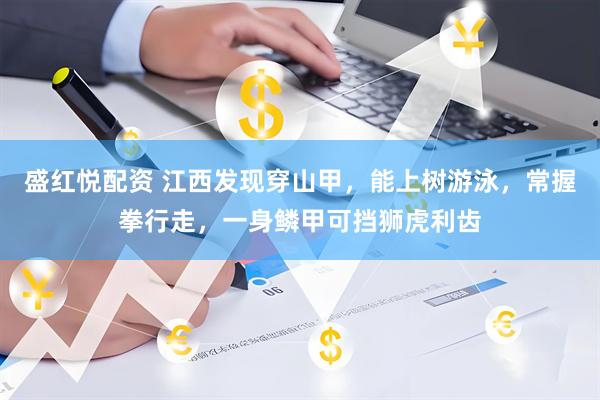盛红悦配资 江西发现穿山甲，能上树游泳，常握拳行走，一身鳞甲可挡狮虎利齿
