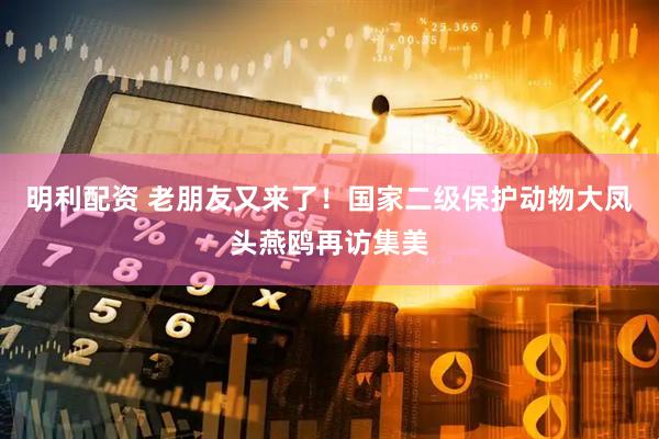 明利配资 老朋友又来了！国家二级保护动物大凤头燕鸥再访集美